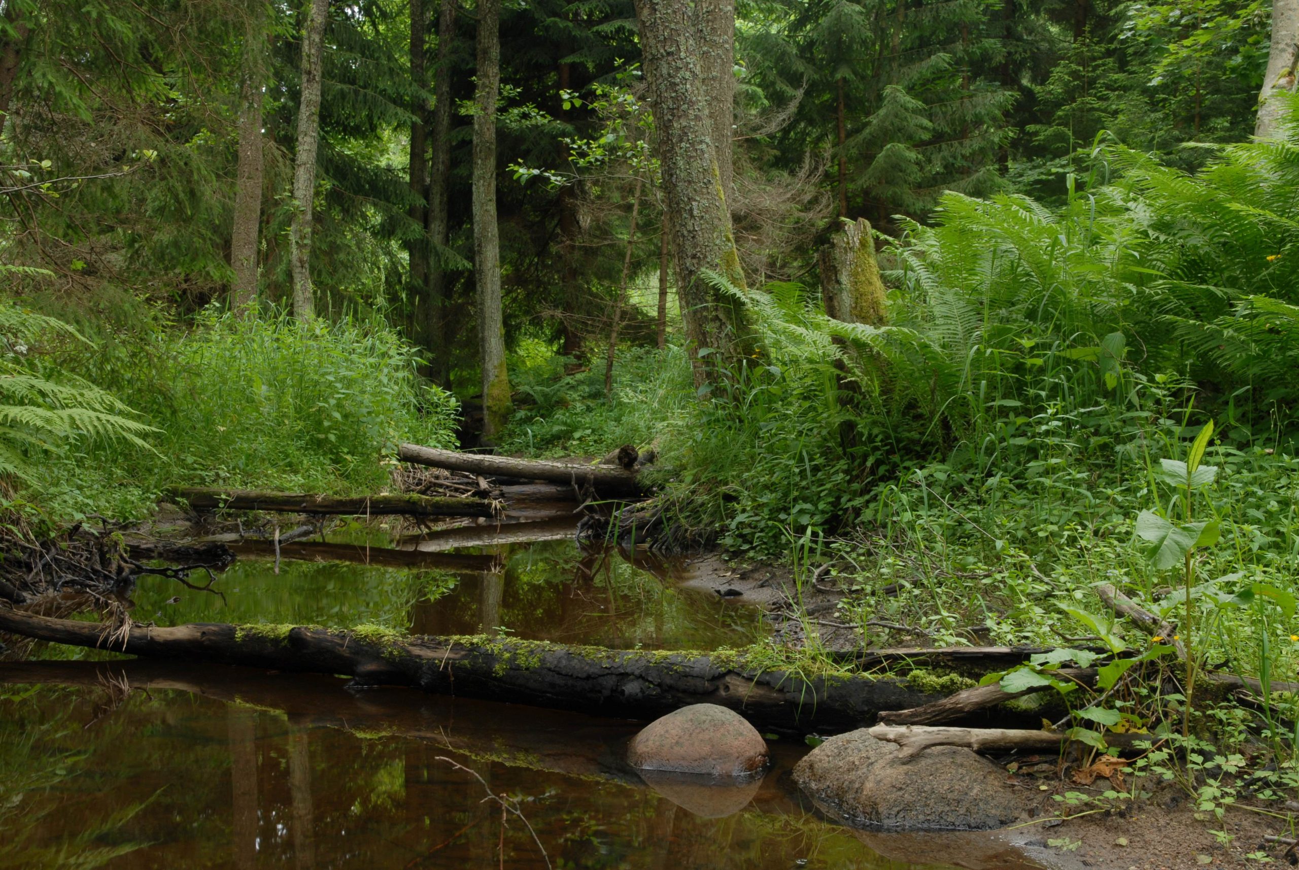 ODKRYJ PUSZCZĘ ROMINCKĄ