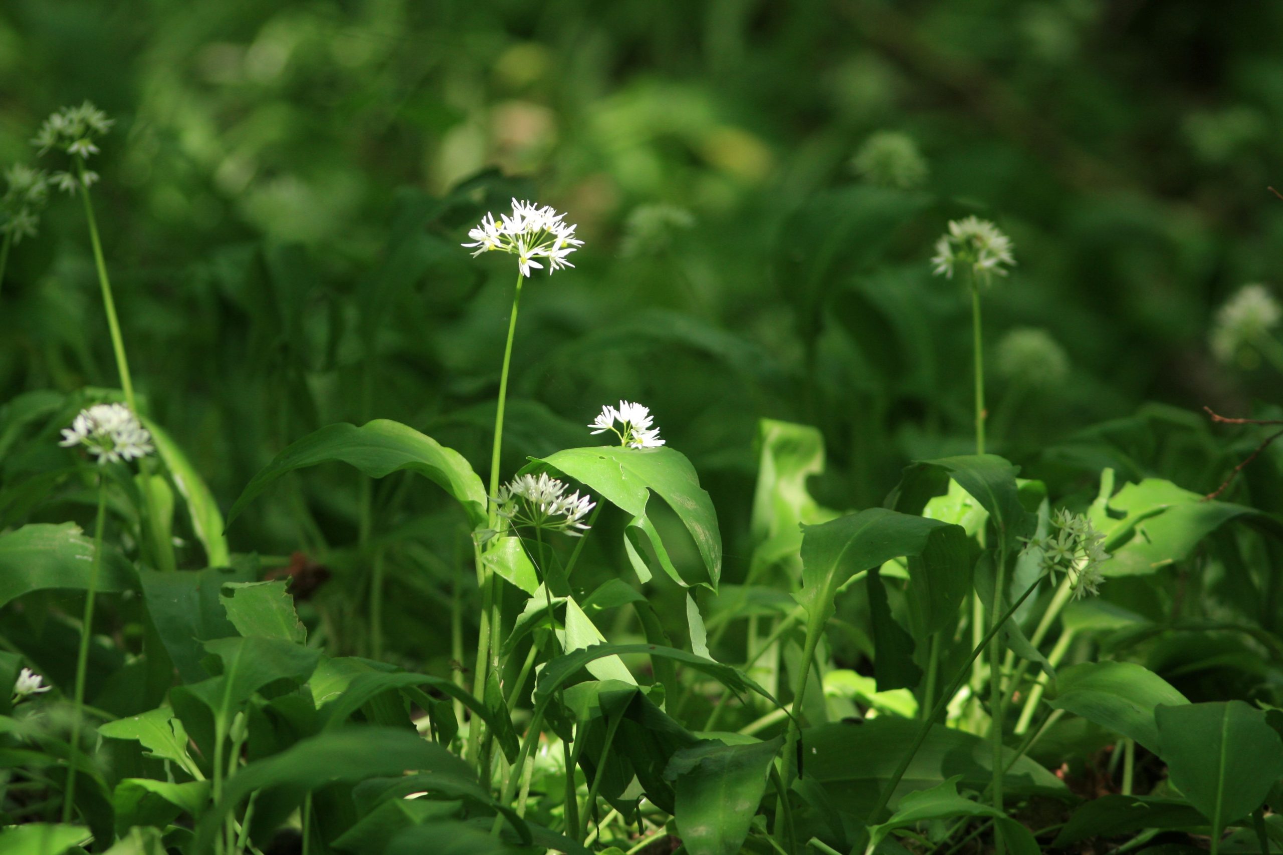 Konkurs o Nagrodę im. Prof. Janiny Wengris – zgłoś kandydatów