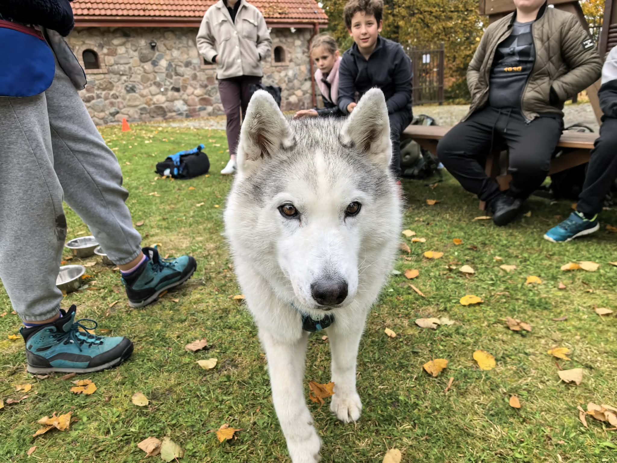 Zajęcia z huskymi